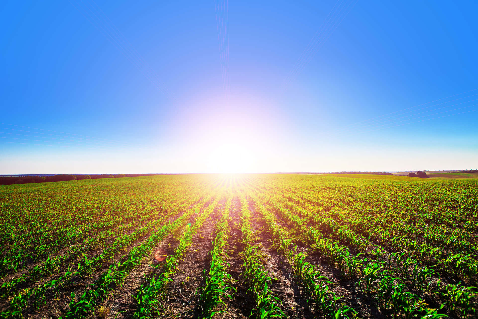 Crops Wide Field Sunny Day Background