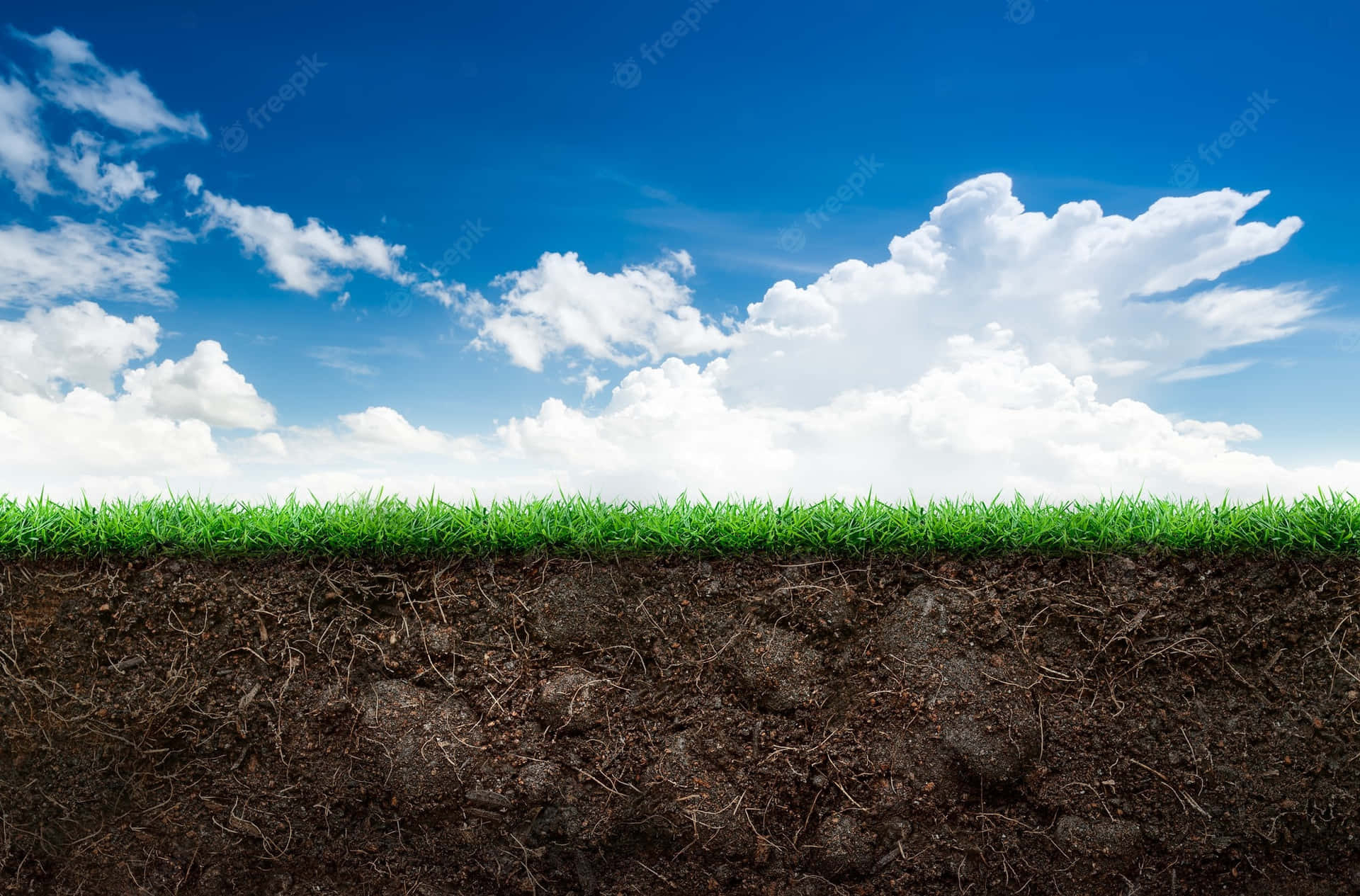 Cross-section Of A Grass And Soil Background