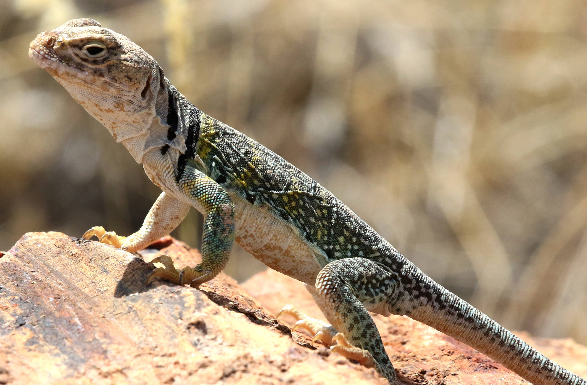 Crotaphytus Collared Lizard Background