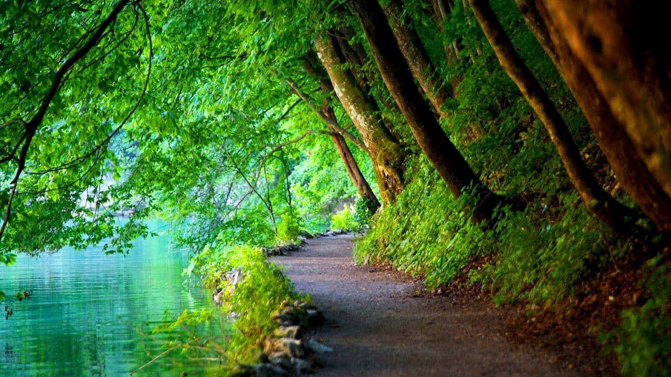 Crotia Line Of Tall Trees