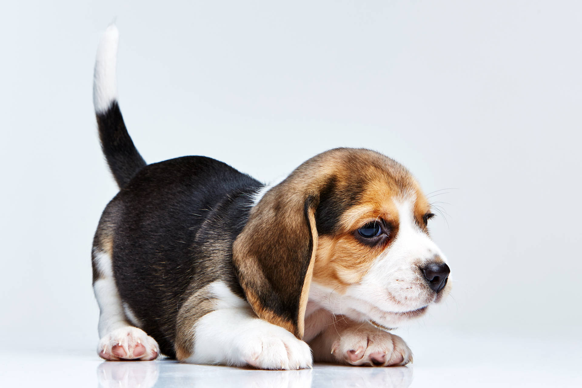 Crouching Beagle Puppy Background