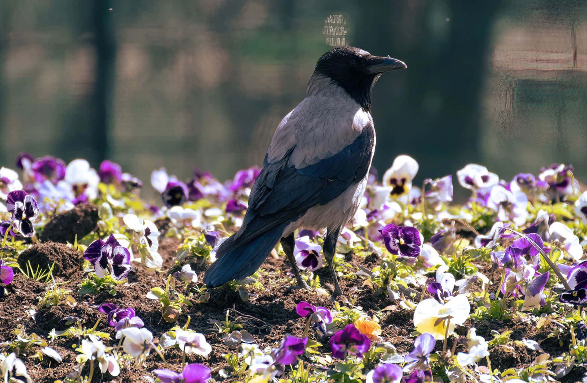 Crow_ Amidst_ Pansies_in_ Sunlight