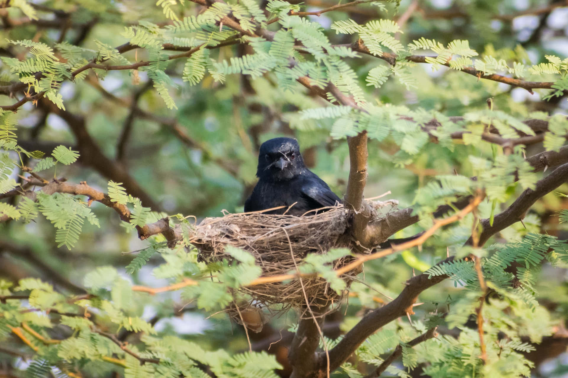 Crow Mother Bird On A Tree