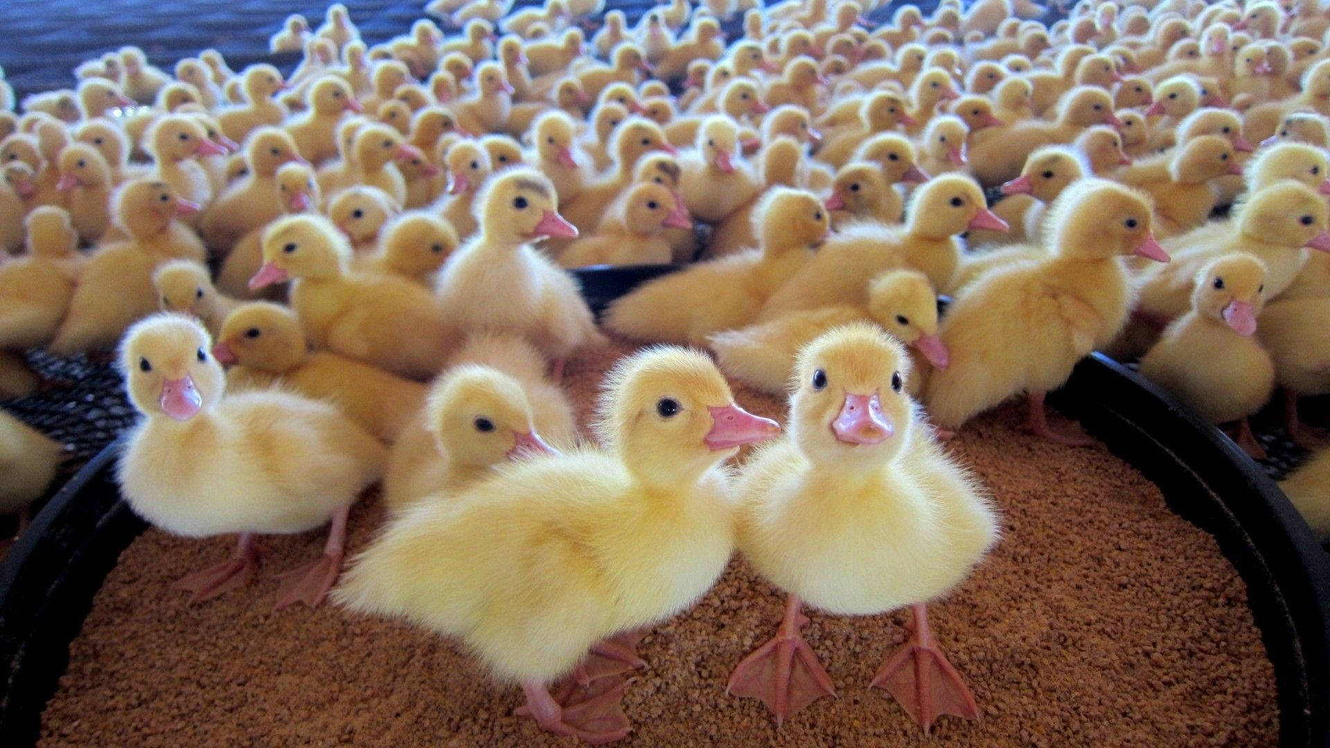 Crowded Baby Ducks Background