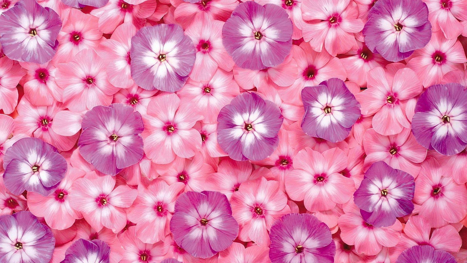 Crowded Tiny Pink Flowers Background