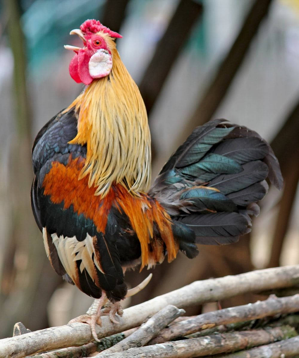 Crowing Rooster On Stick Background