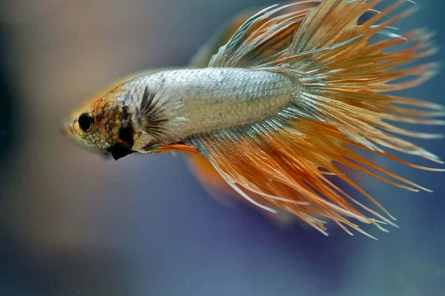 Crown Tail Betta Fish Side View Background