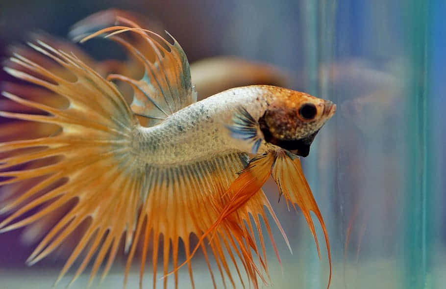 Crown Tail Betta Fish Swimming Background