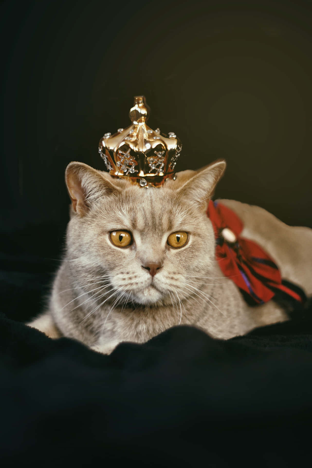 Crowned Cute Cat Pfp Background
