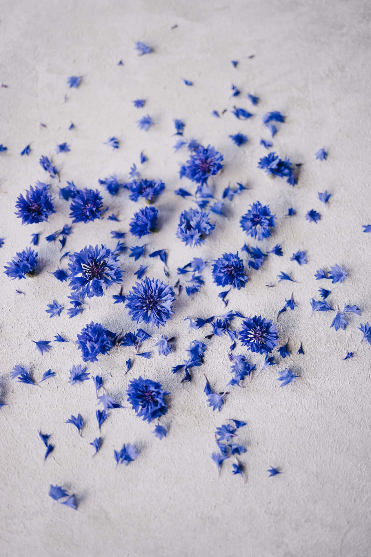 Crushed Petals Of Blue Flowers Phone Background