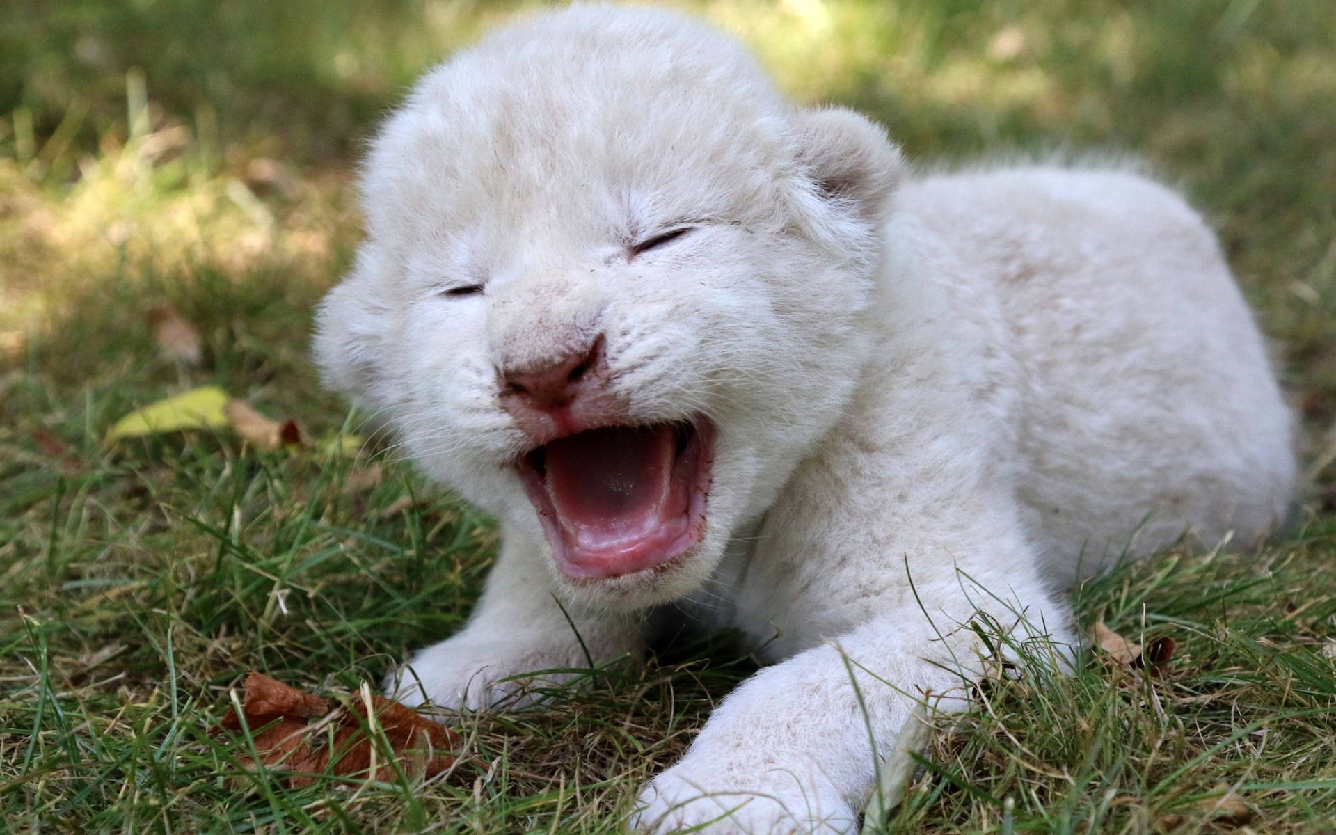 Crying White Lion Cub Background