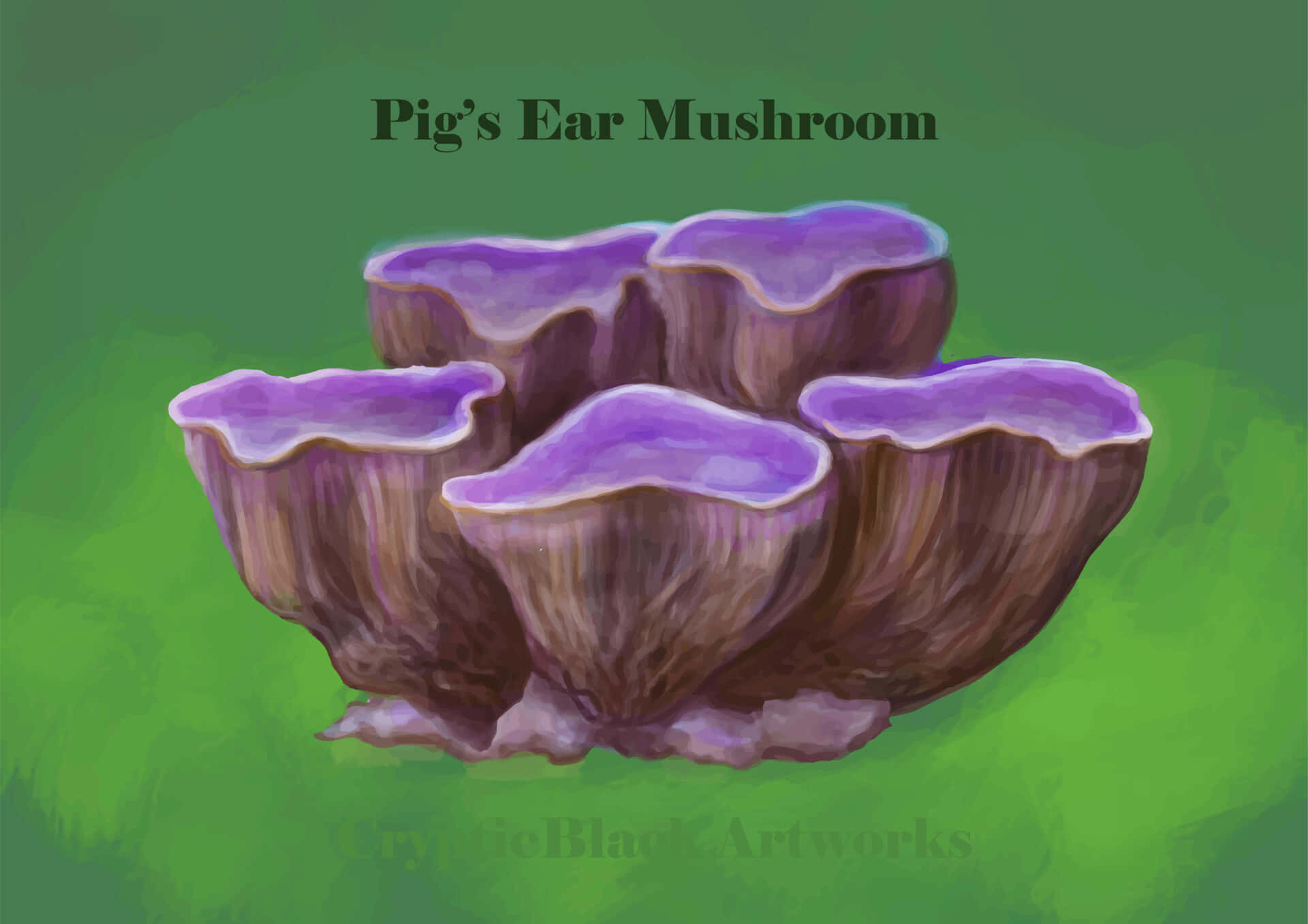 Cryptic Pig's Ear Mushroom Background