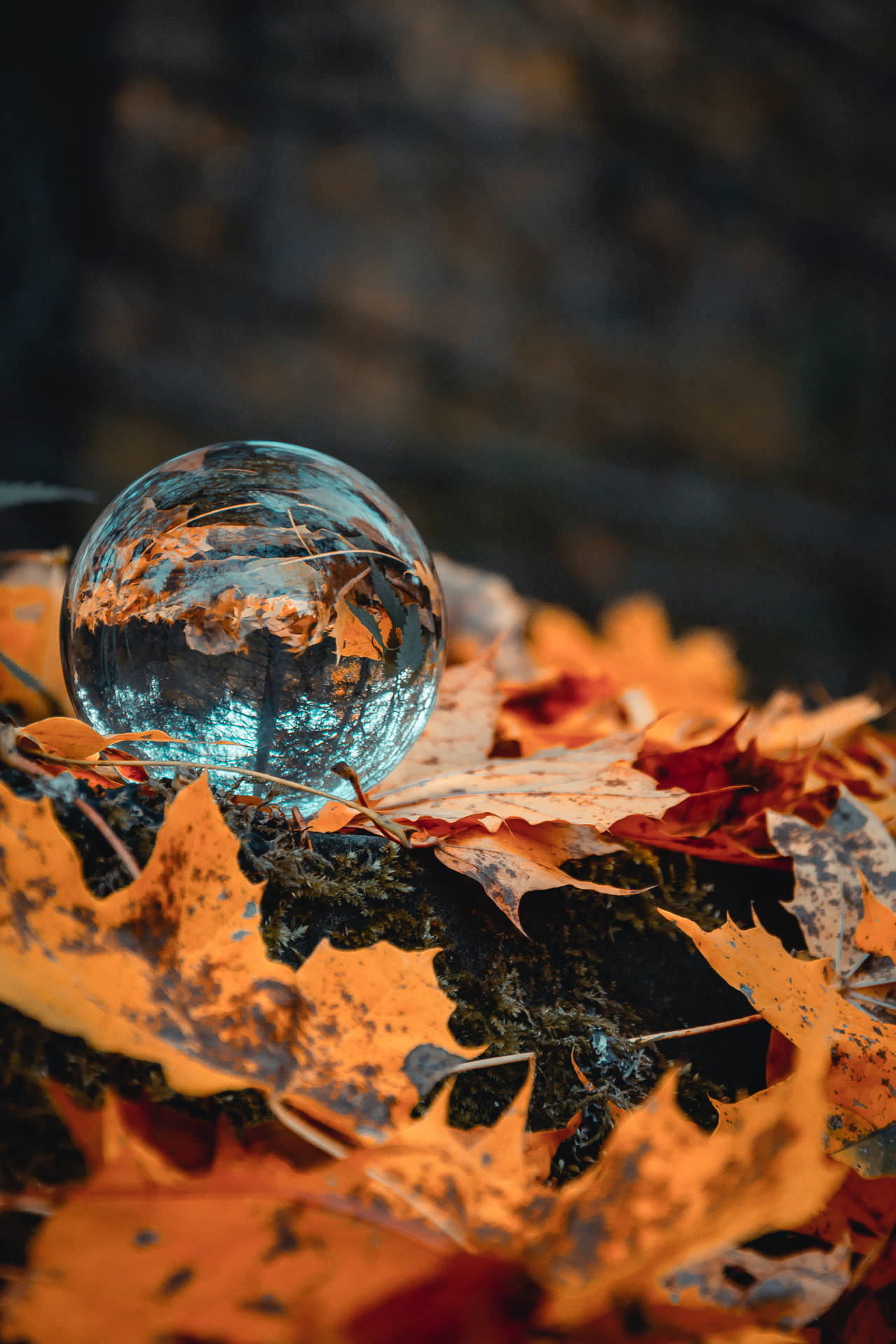 Crystal Ball Maples Leaves Background