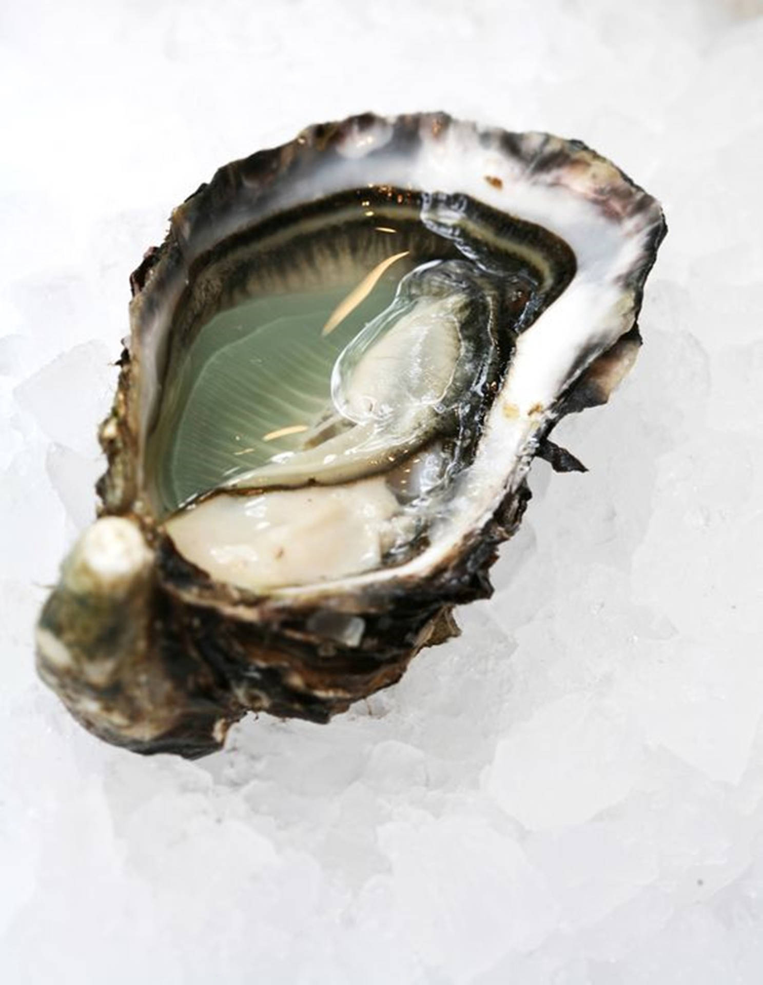 Crystal Pacific Oyster