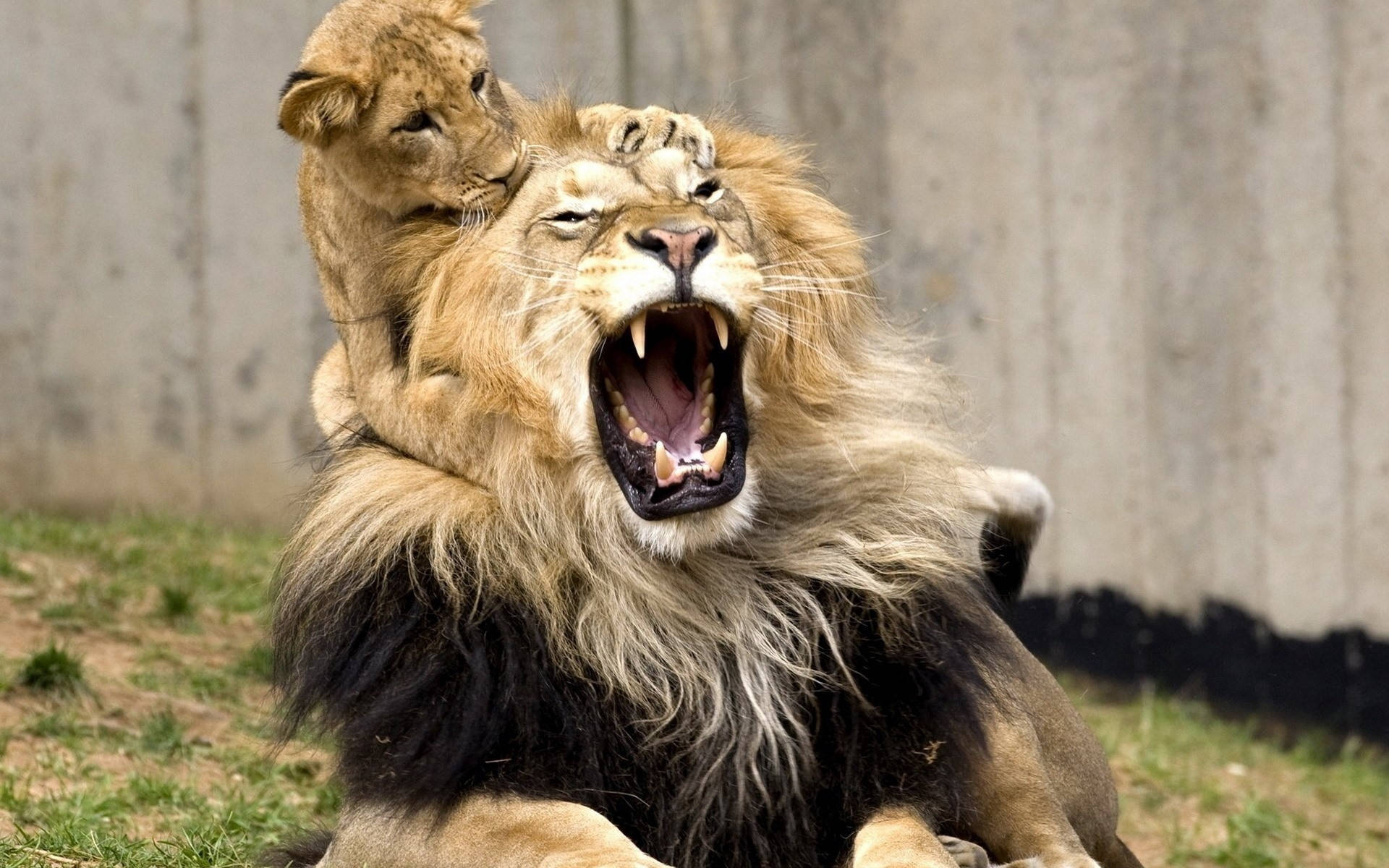 Cub Biting Male Lion Background