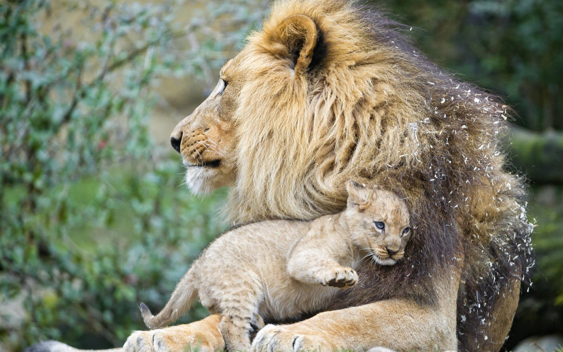 Cub Hugging Male Lion Background