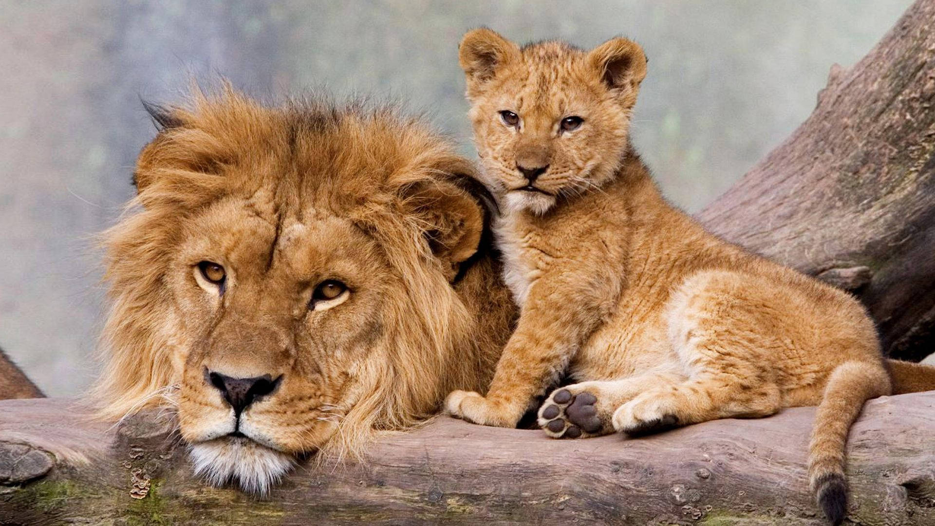 Cub Resting With Male Lion Background