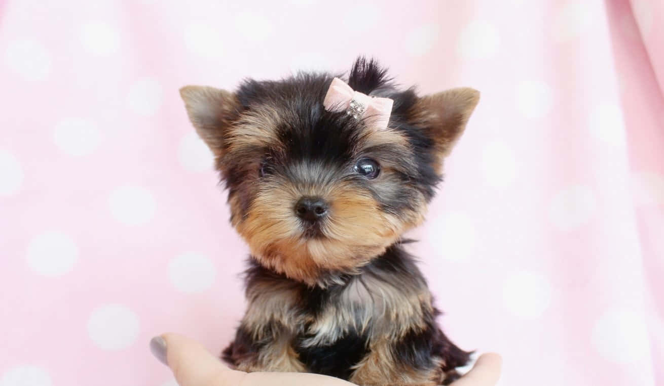 Cuddle Up With A Teacup Yorkie Background