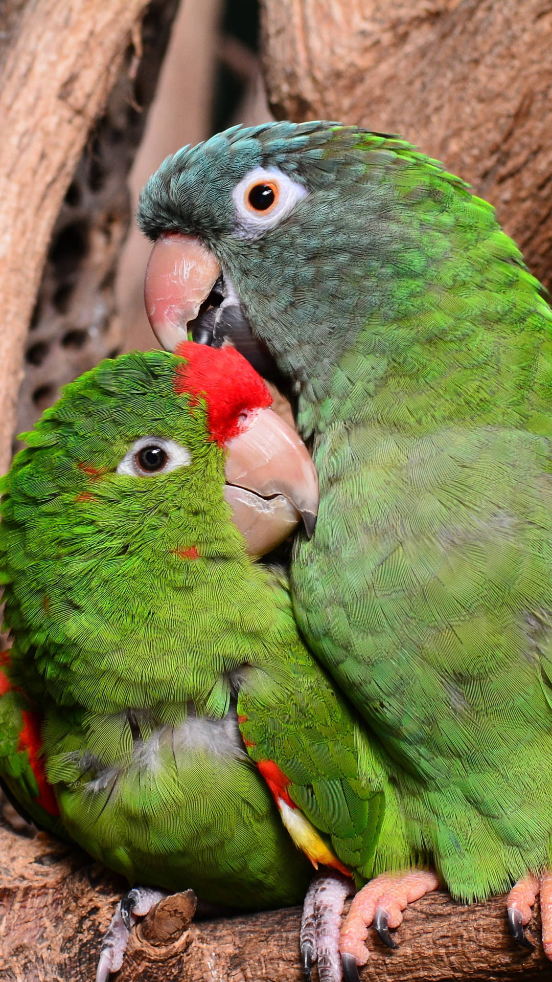 Cuddled Green Parrot Hd