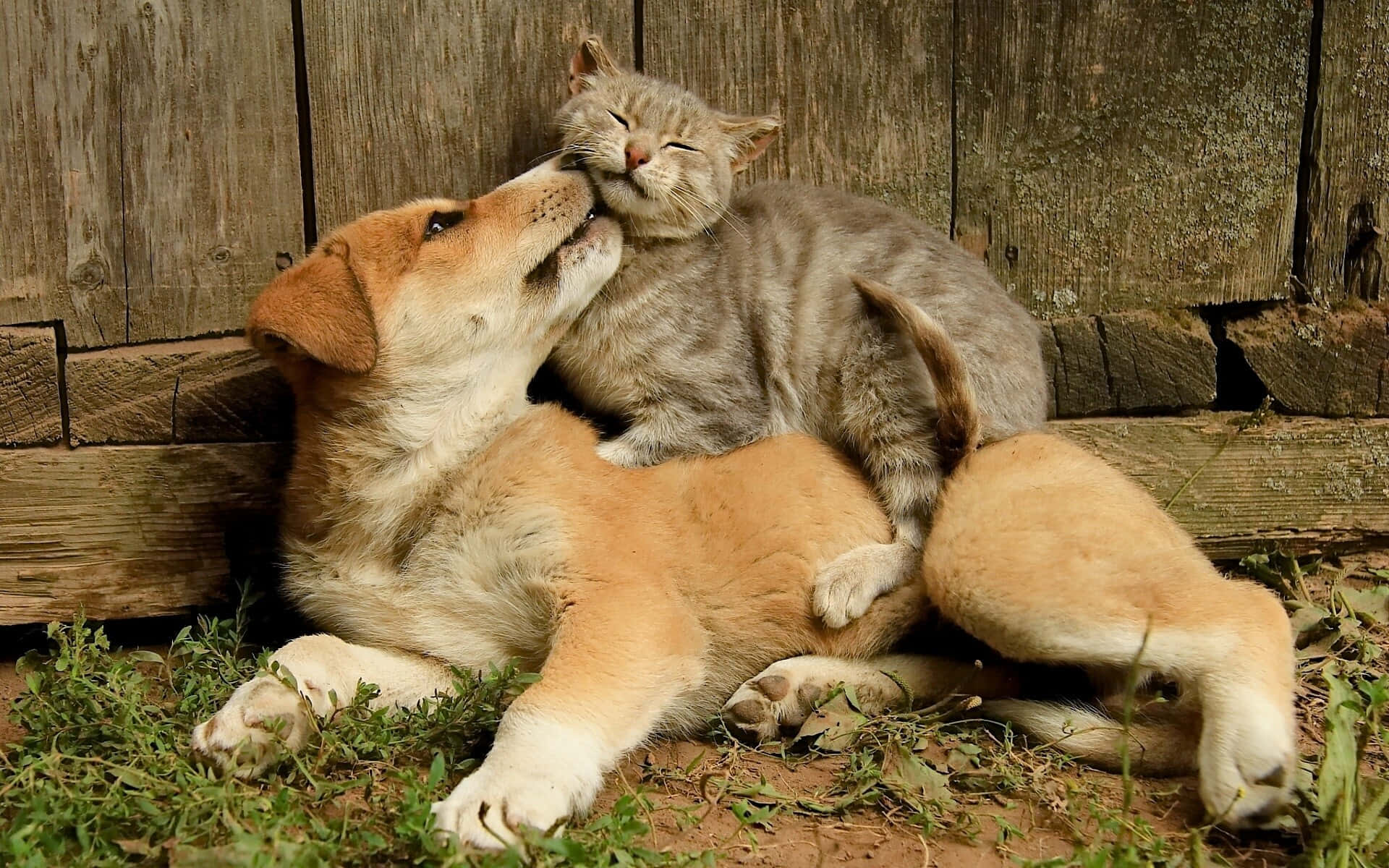 Cuddles Abound: Kitten And Puppy Sharing A Naptime Background