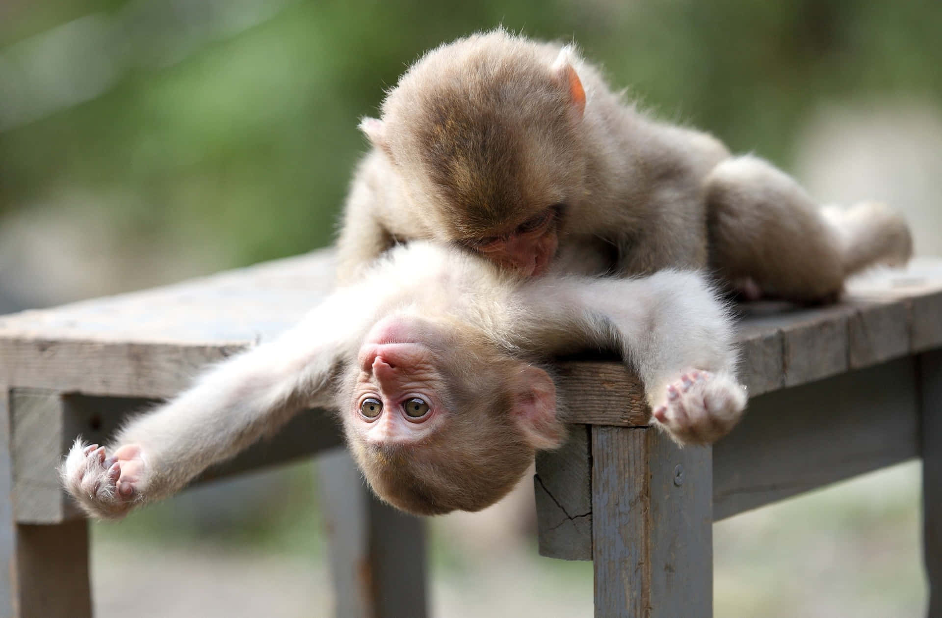 Cuddling Cute Monkey Photo Background