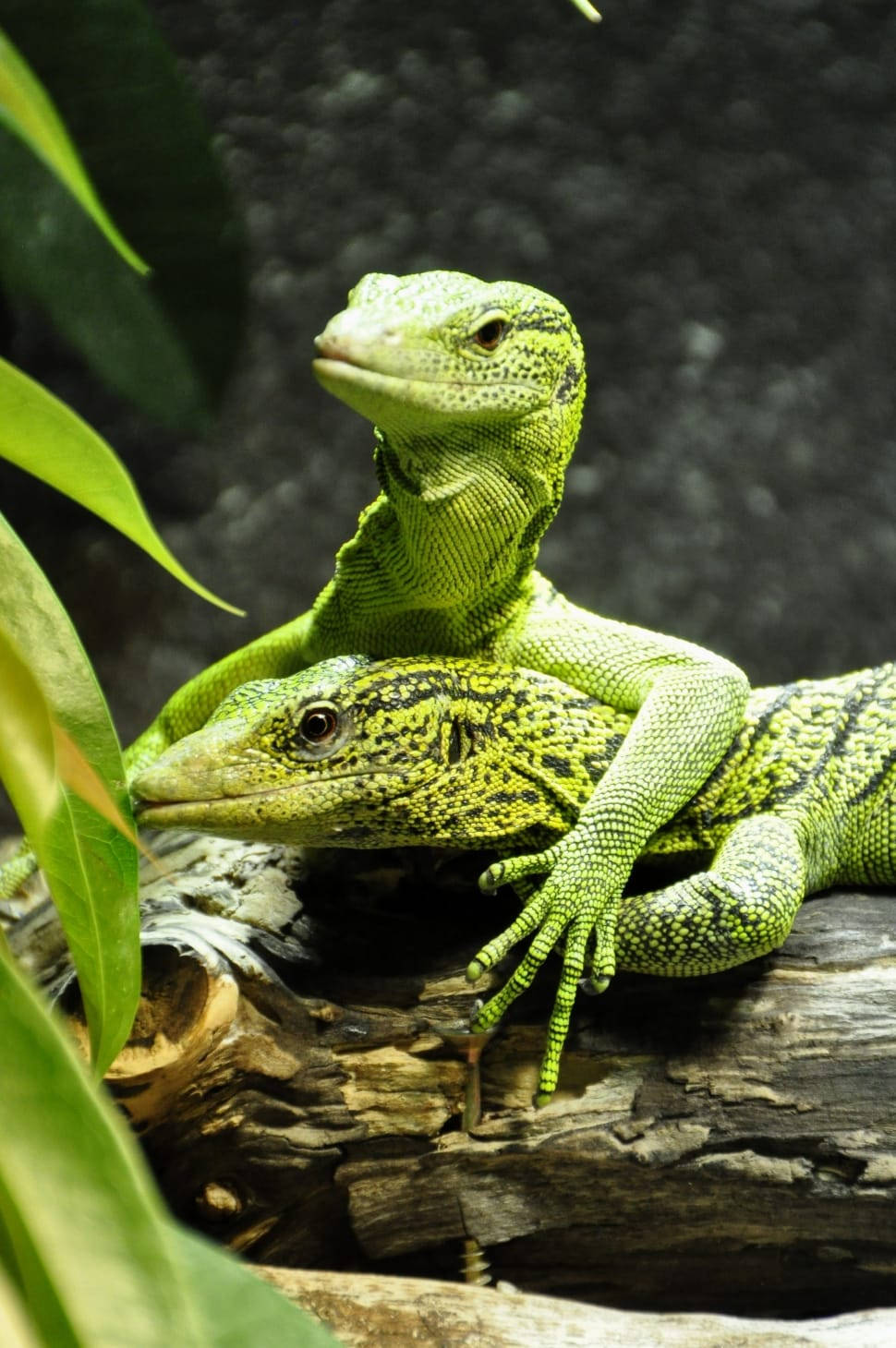 Cuddling Emerald Tree Monitor Lizard Reptiles Background