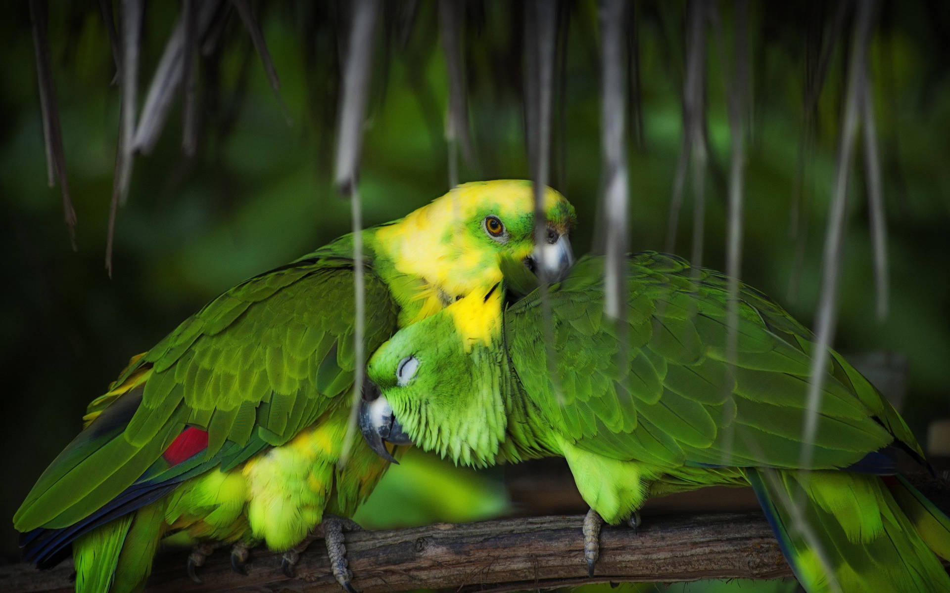 Cuddling Green Parrot Hd Background