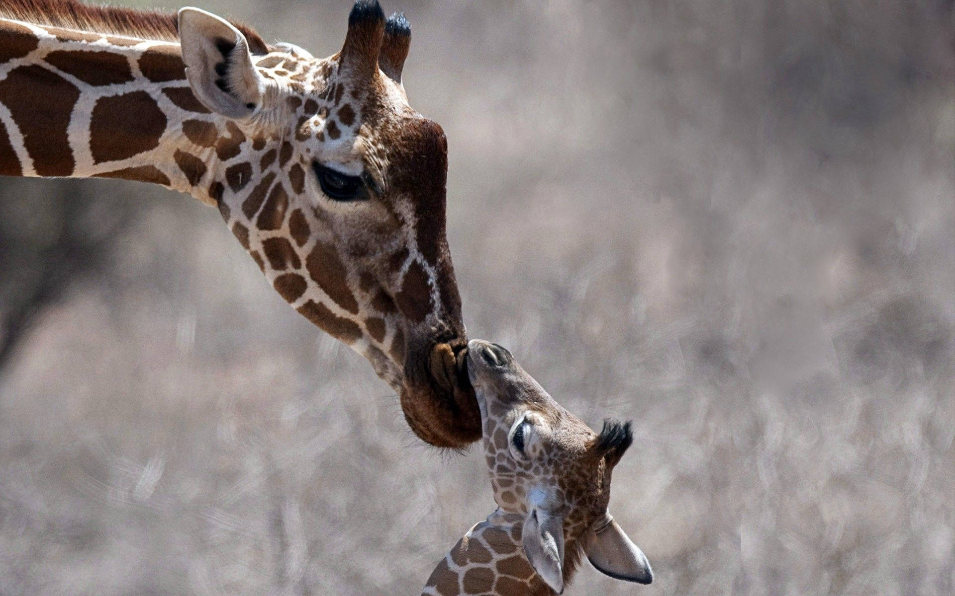 Cuddling Mother Giraffe And Cub Background