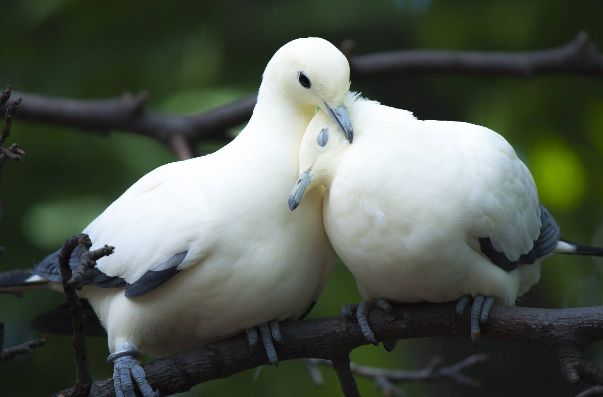 Cuddling White Doves With Black Feathers Background