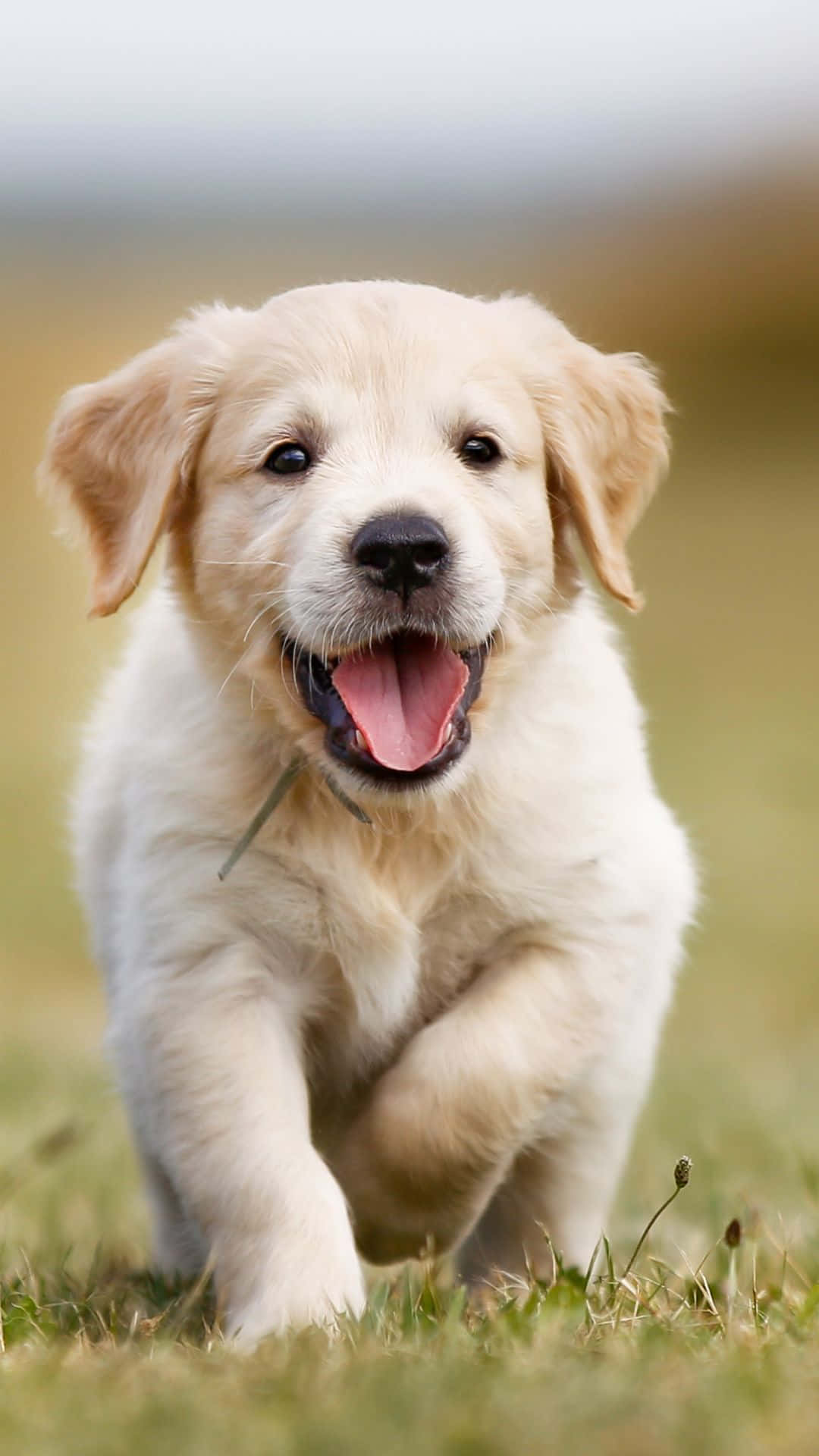 Cuddly And Energetic Golden Retriever Puppy Background
