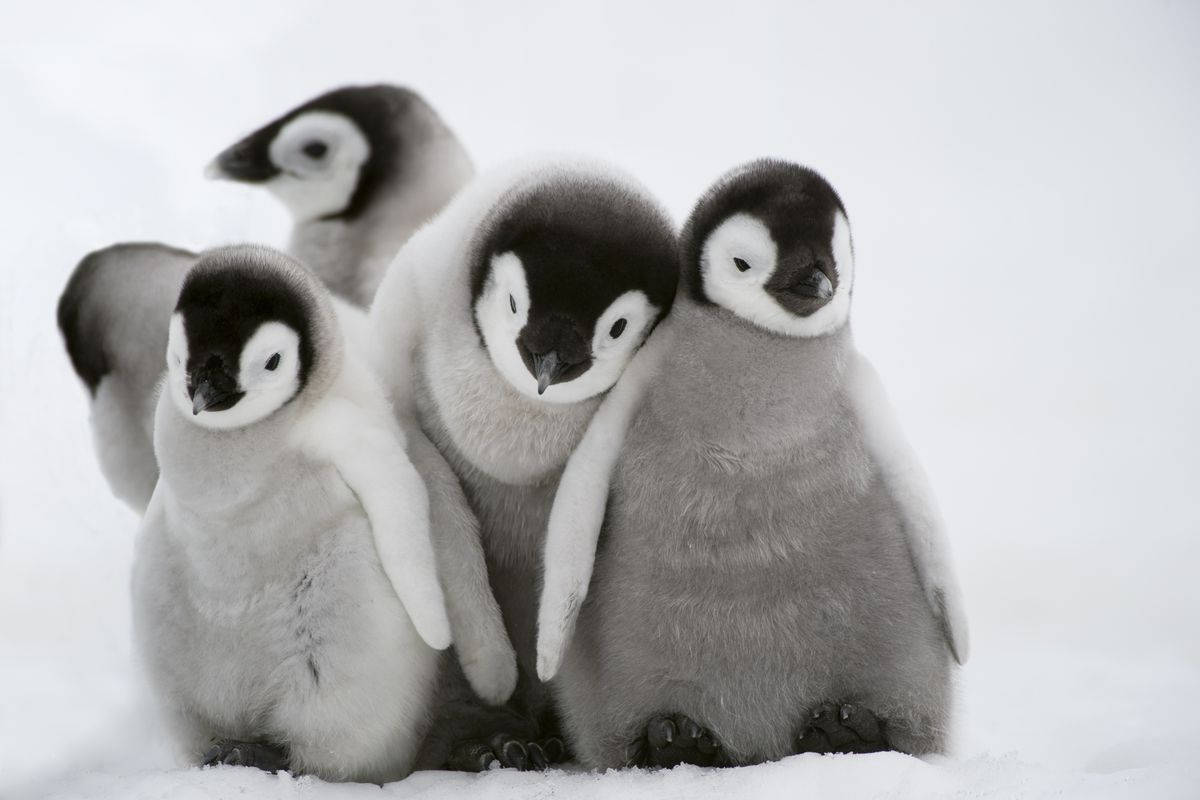 Cuddly Baby Penguins