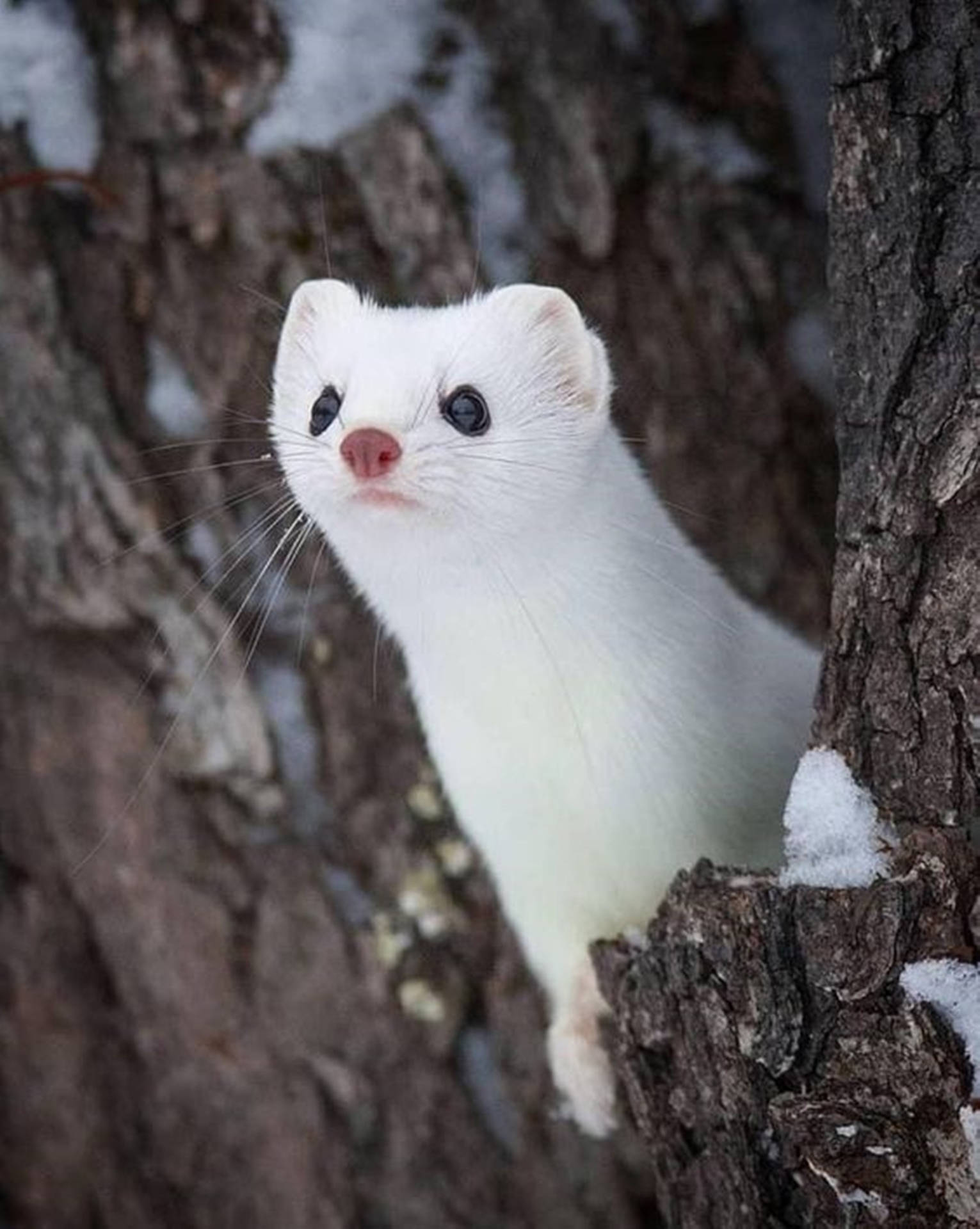 Cuddly White Mink Background