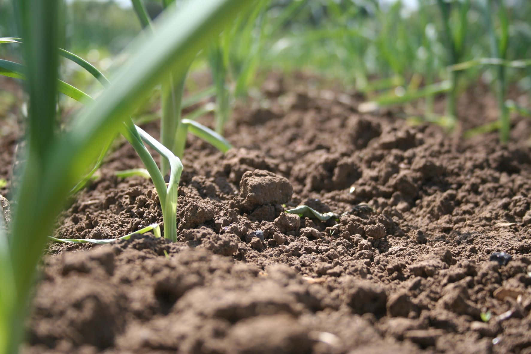 Cultivating Garlic In Enriched Soil Background