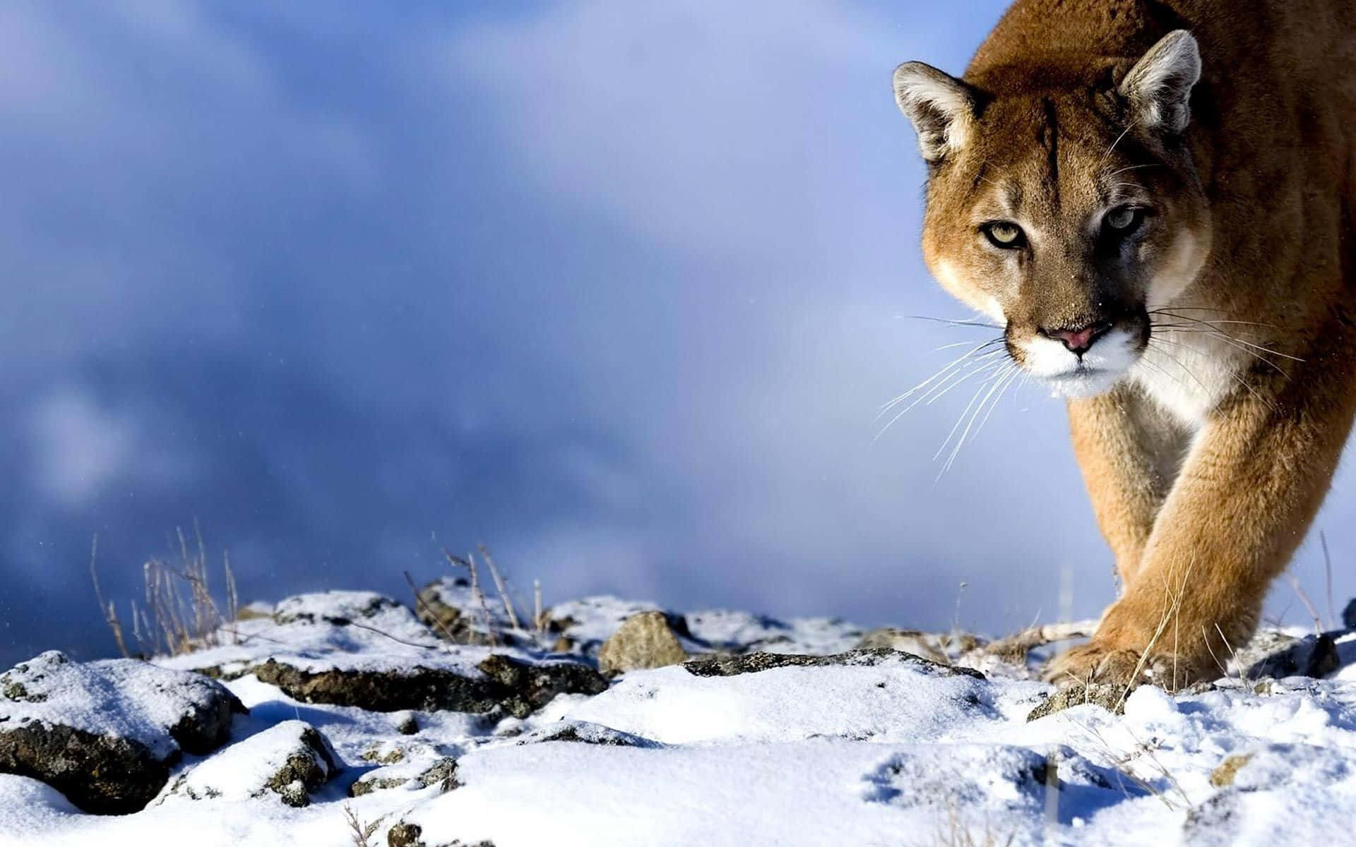 Cunning Tiger Staring Background