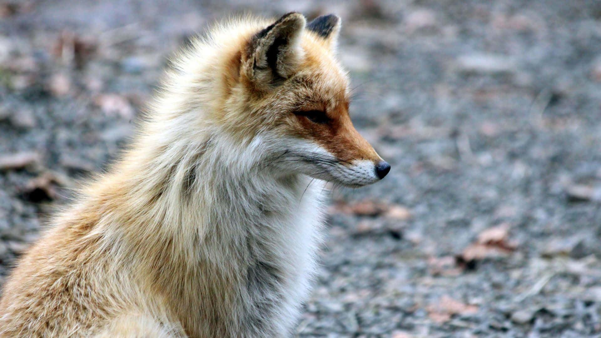 Cunning Wolf Looking Background