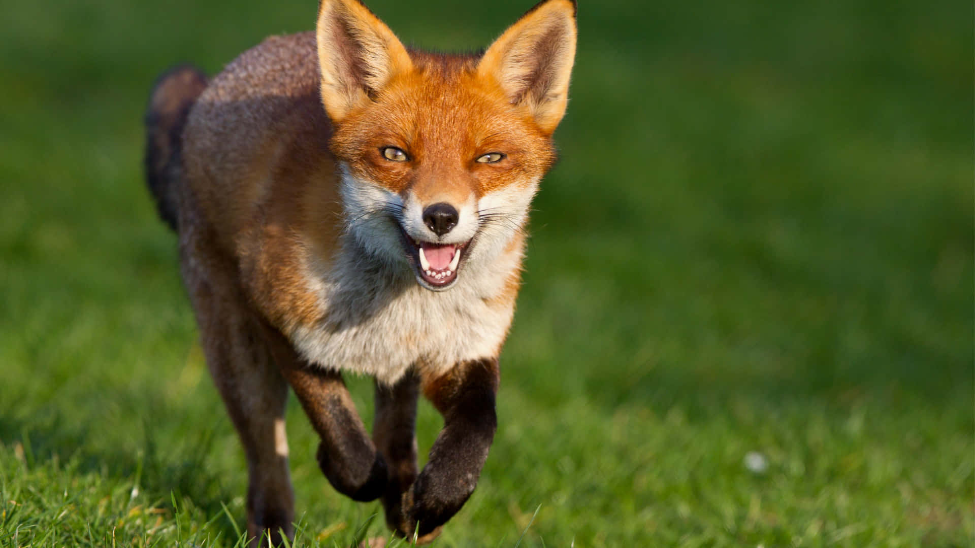 Cunning Wolf On Grass Background
