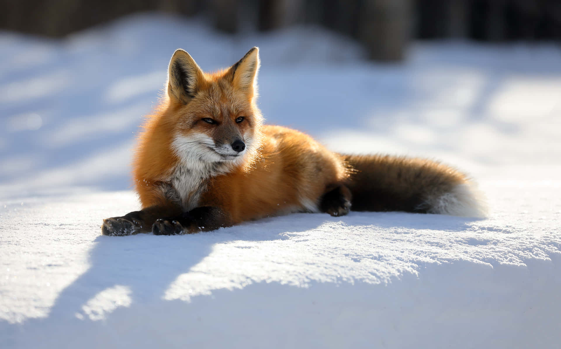 Cunning Wolf On Snow Background