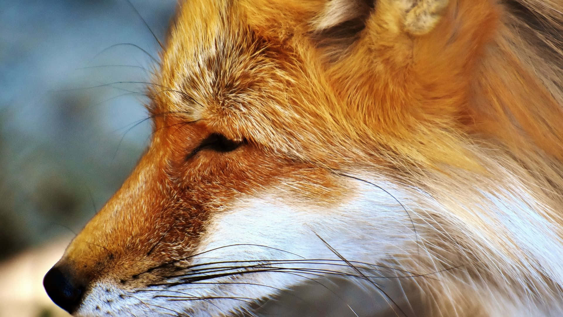 Cunning Wolf Side View Background