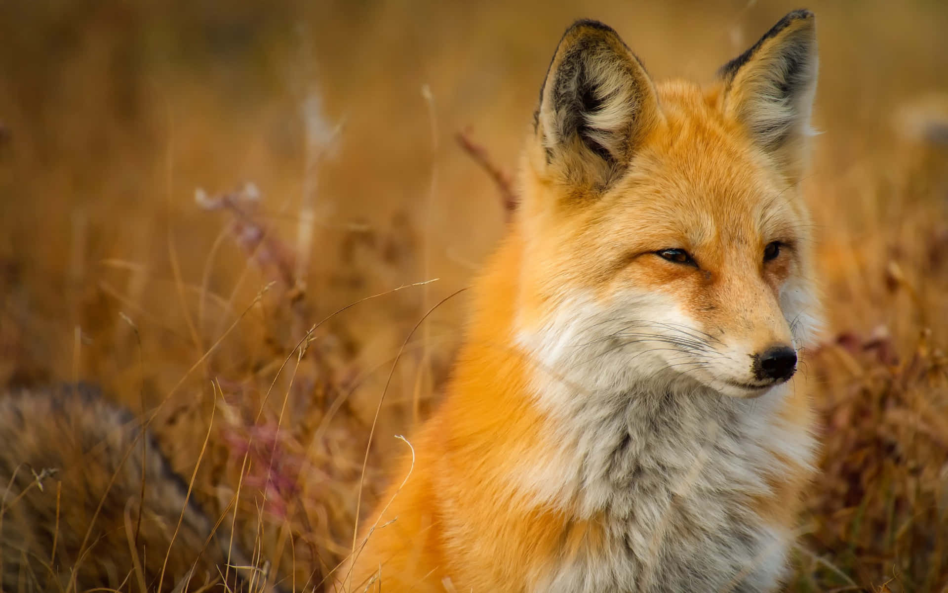 Cunning Wolf Staring Ahead Background