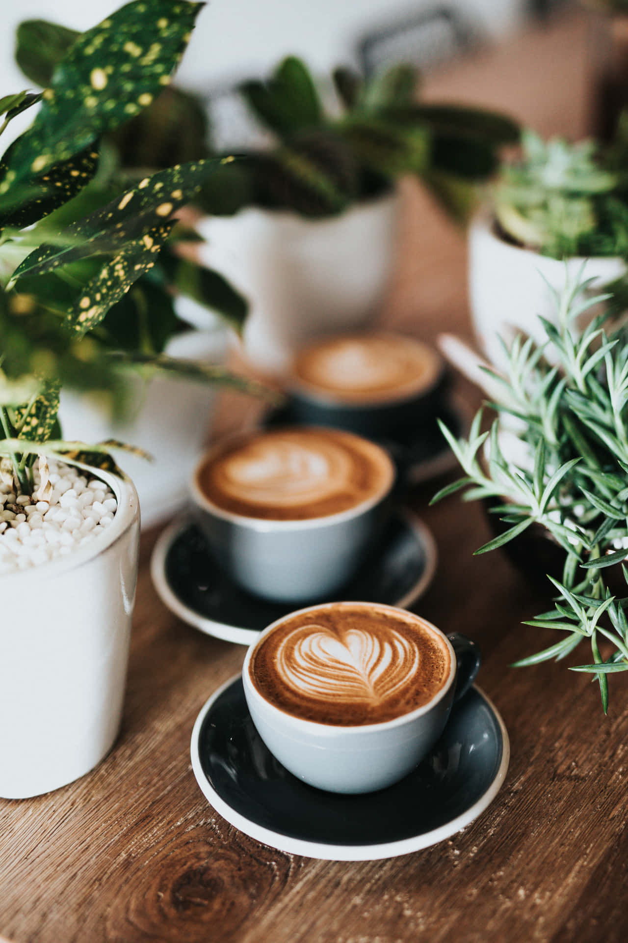 Cup Of Coffee With Plants