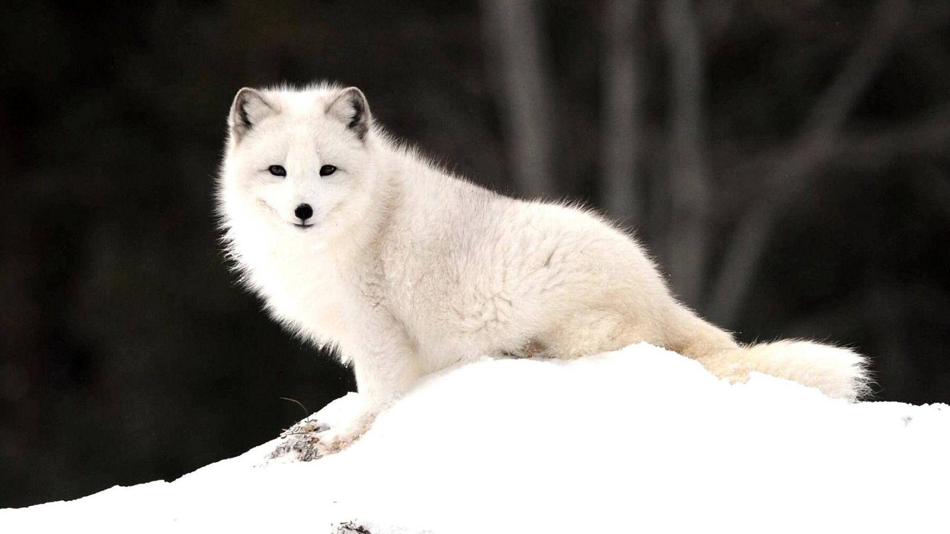 Curios White Fox In Snow Background