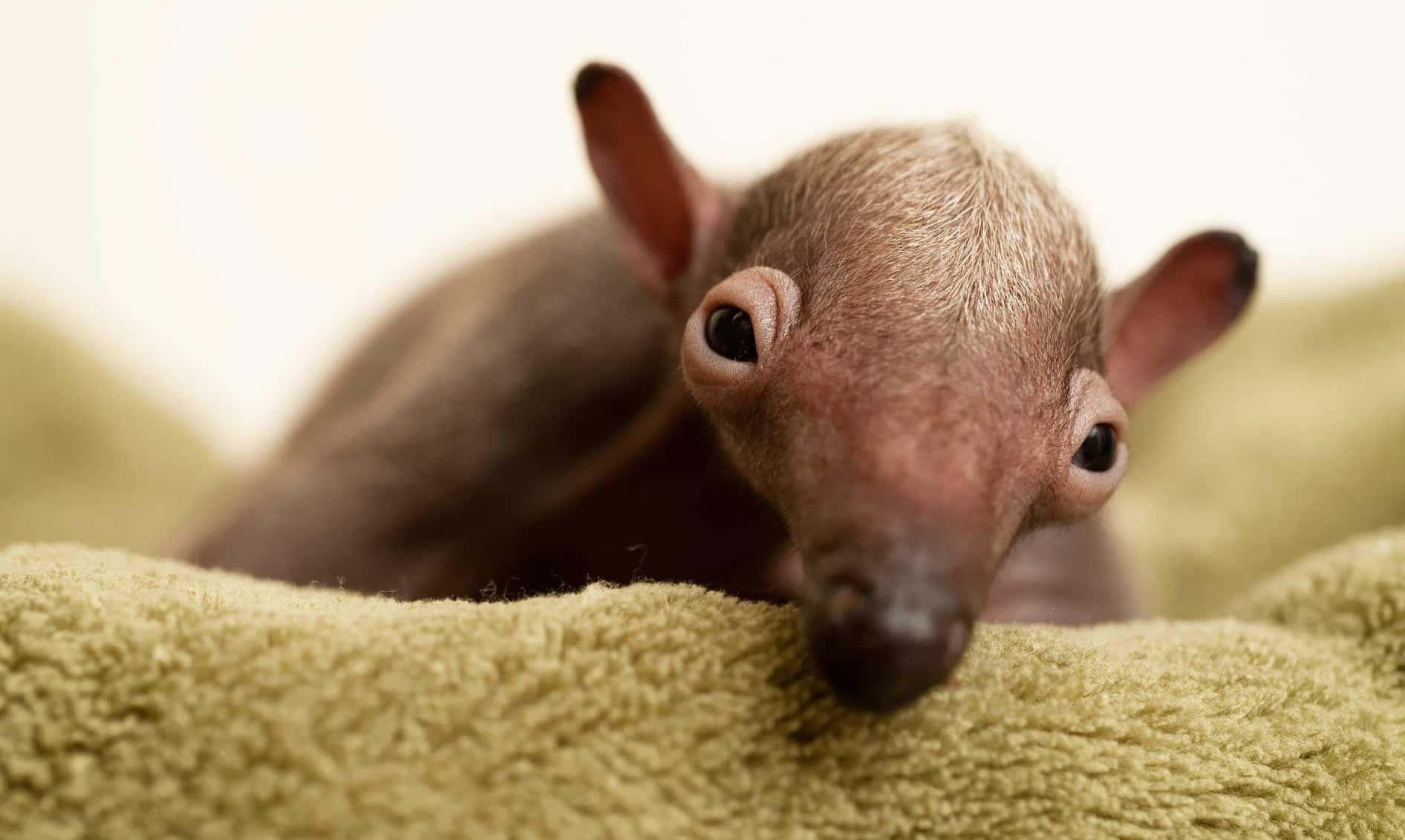 Curious Anteater Peeking Background