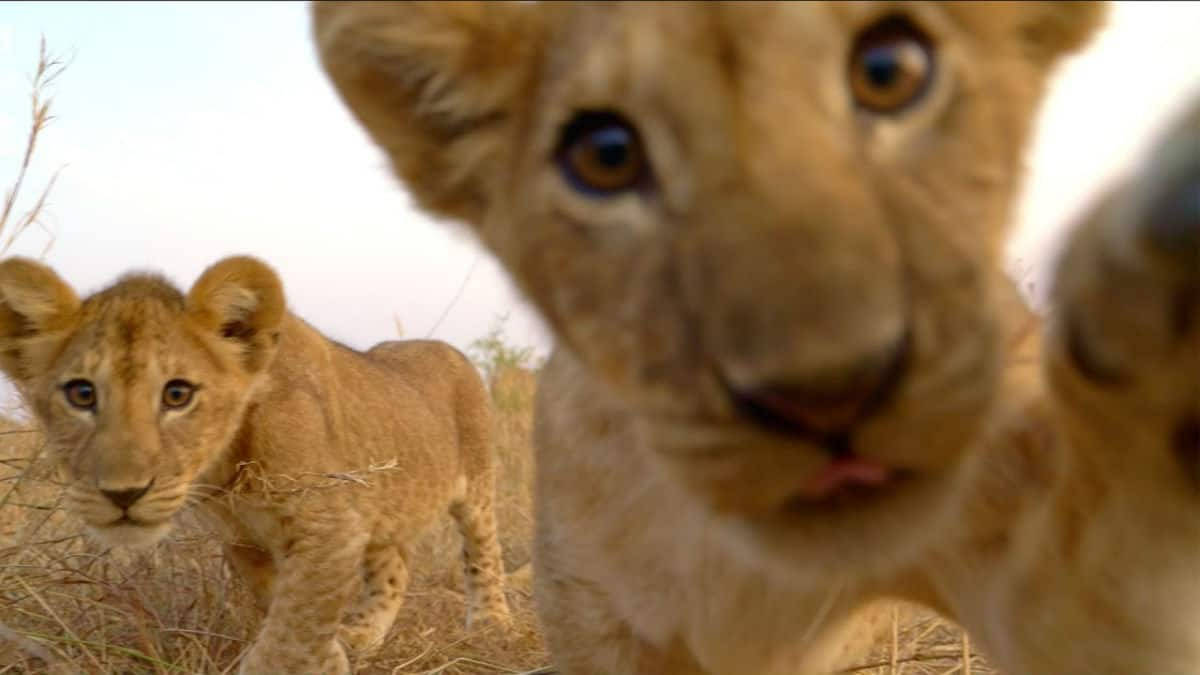 Curious Baby Lions