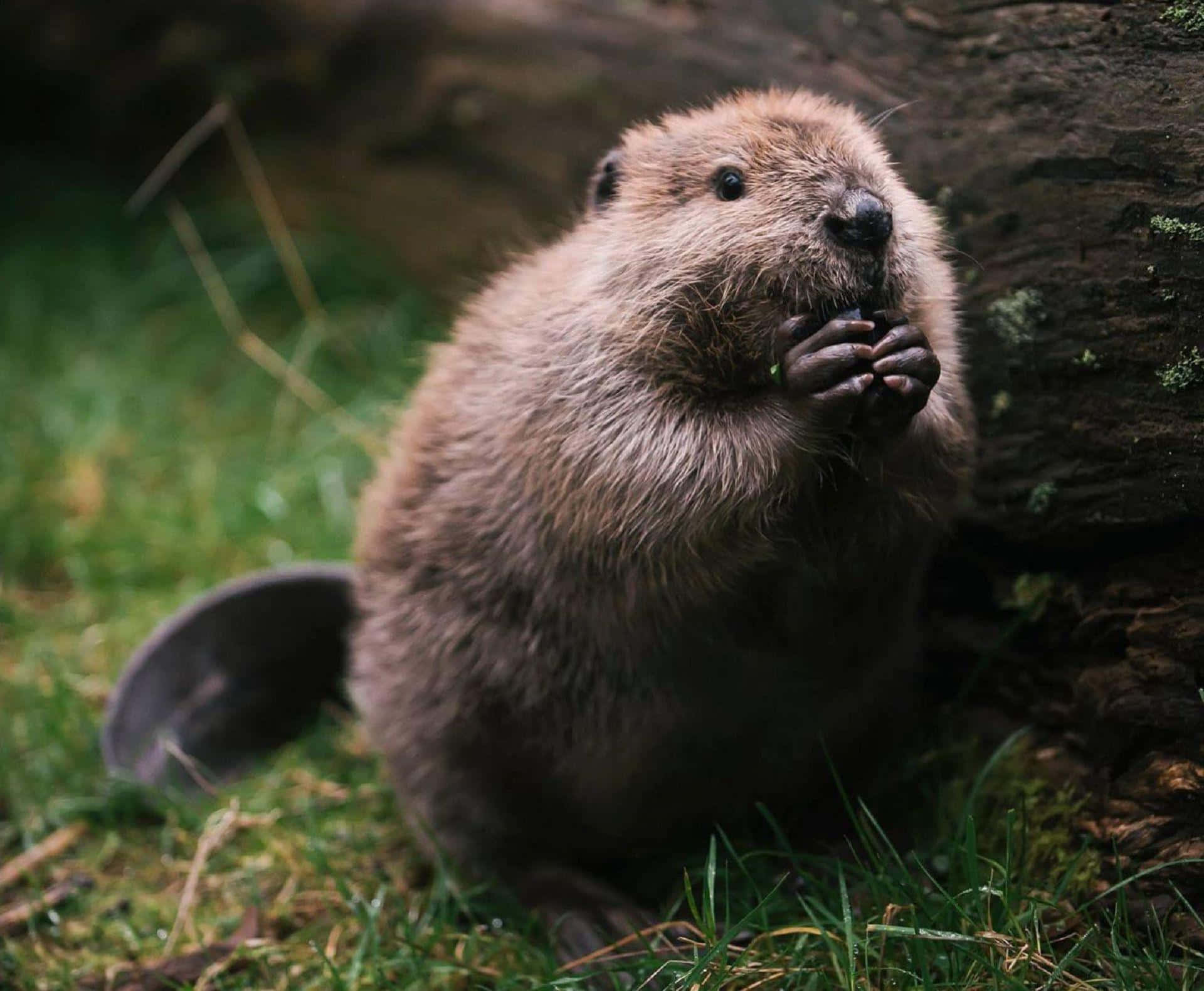 Curious Beaver Nature Scene.jpg Background