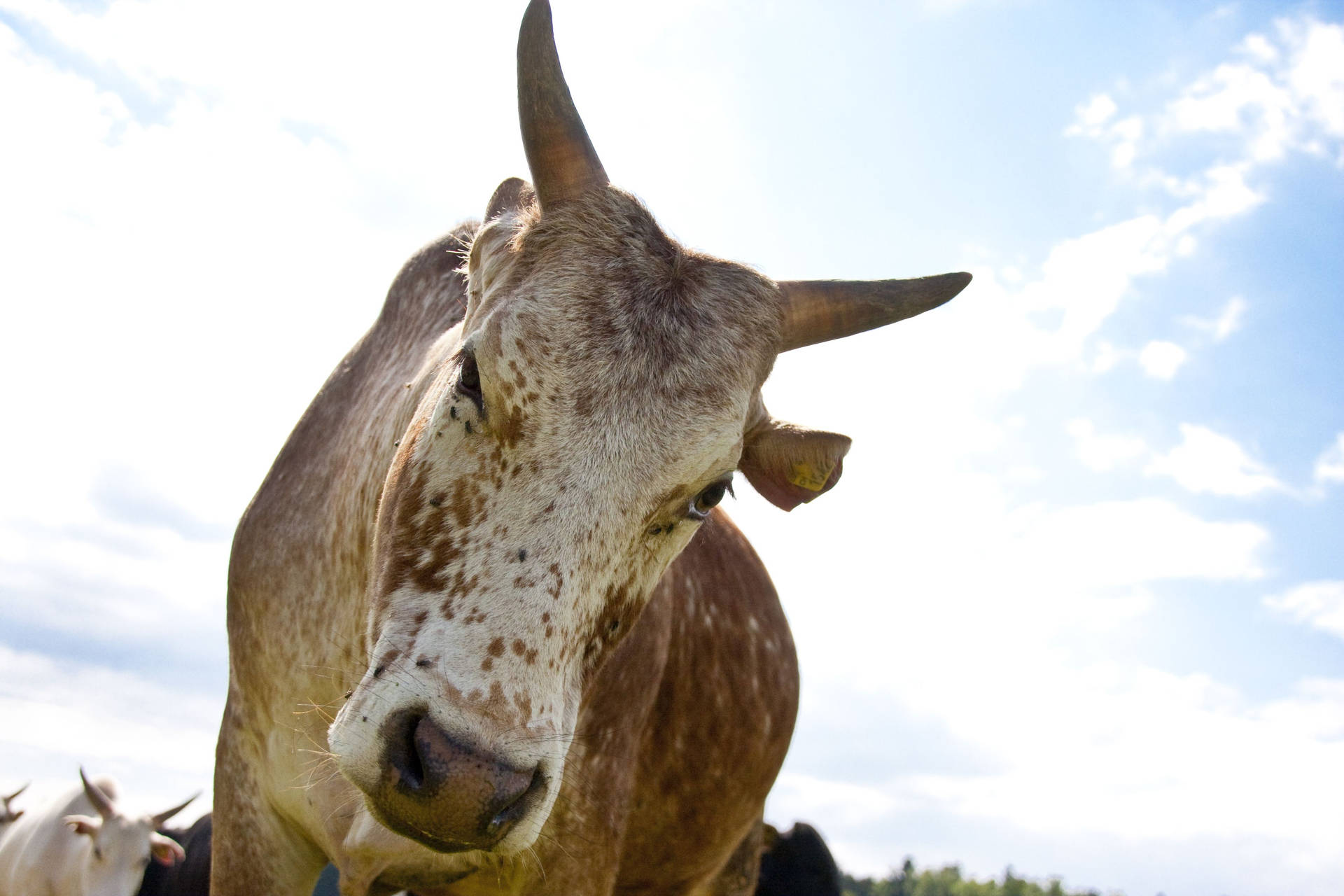 Curious Brown And White Gezerat Zebu Cattle Background