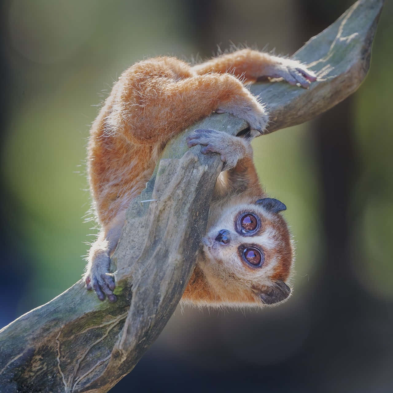 Curious Bush Baby On Branch