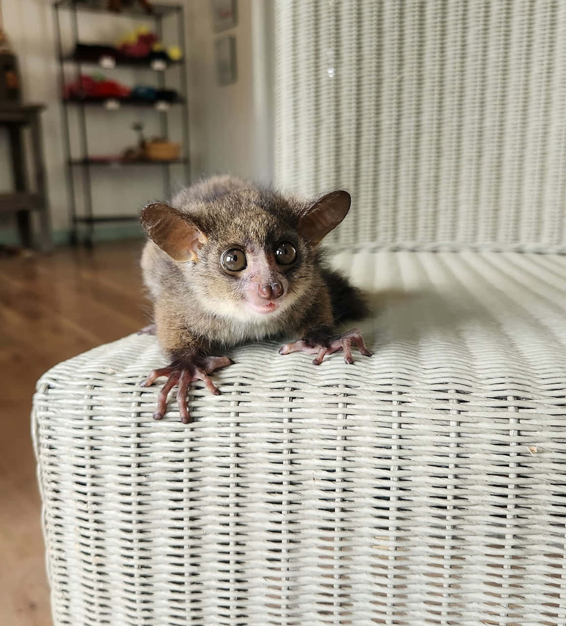 Curious Bush Baby On Wicker Furniture Background