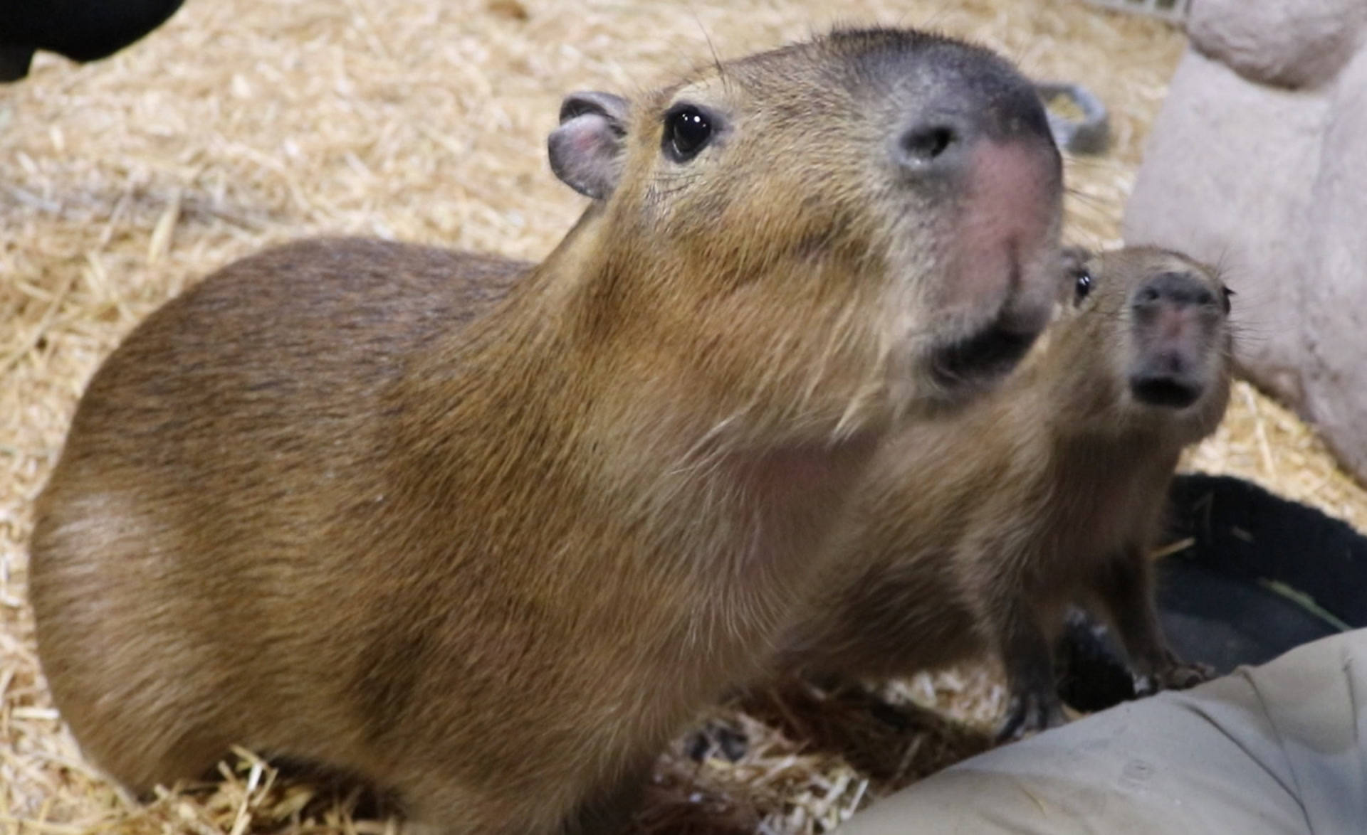 Curious Capybaras On Nest Background
