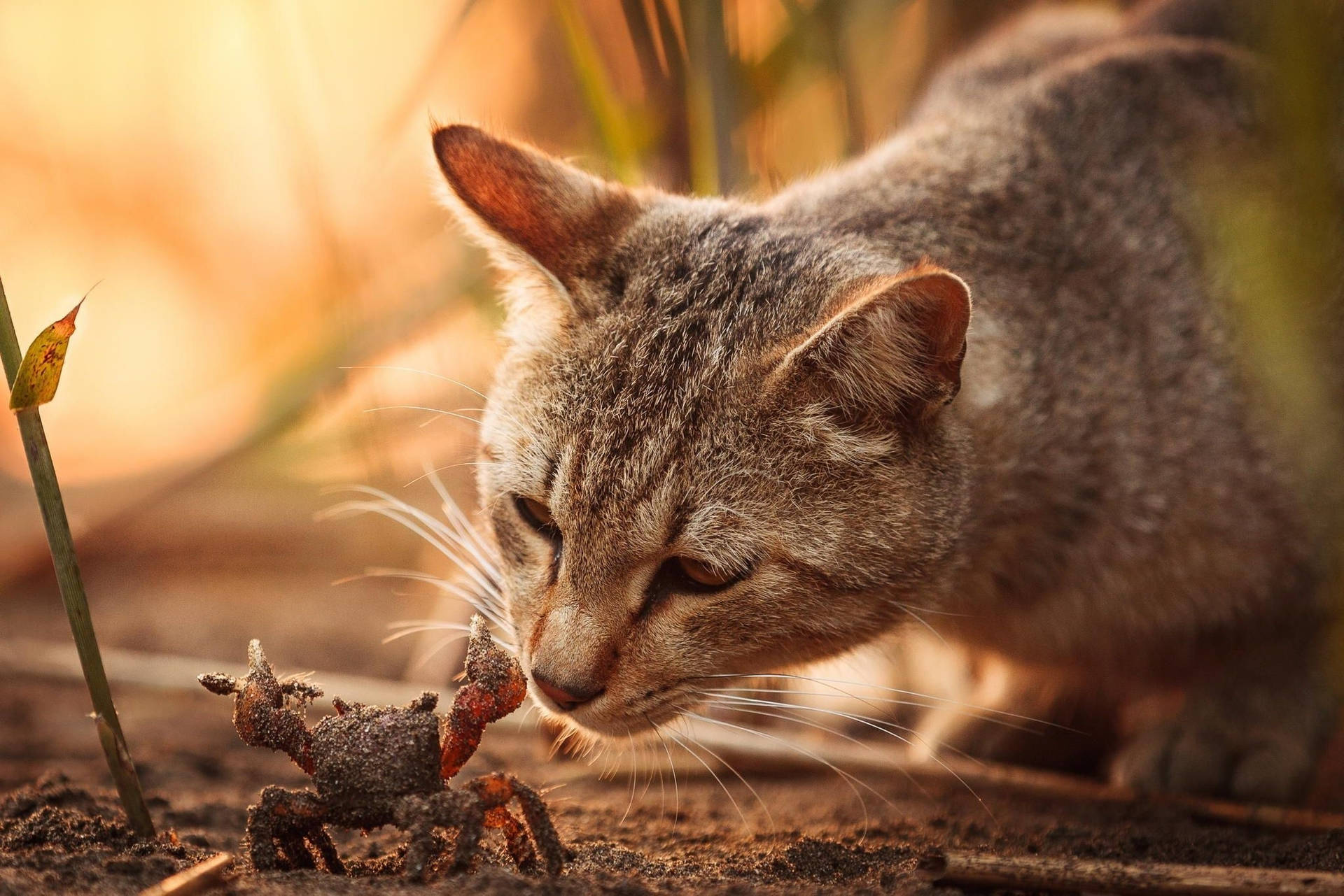 Curious Cat On Crab Background