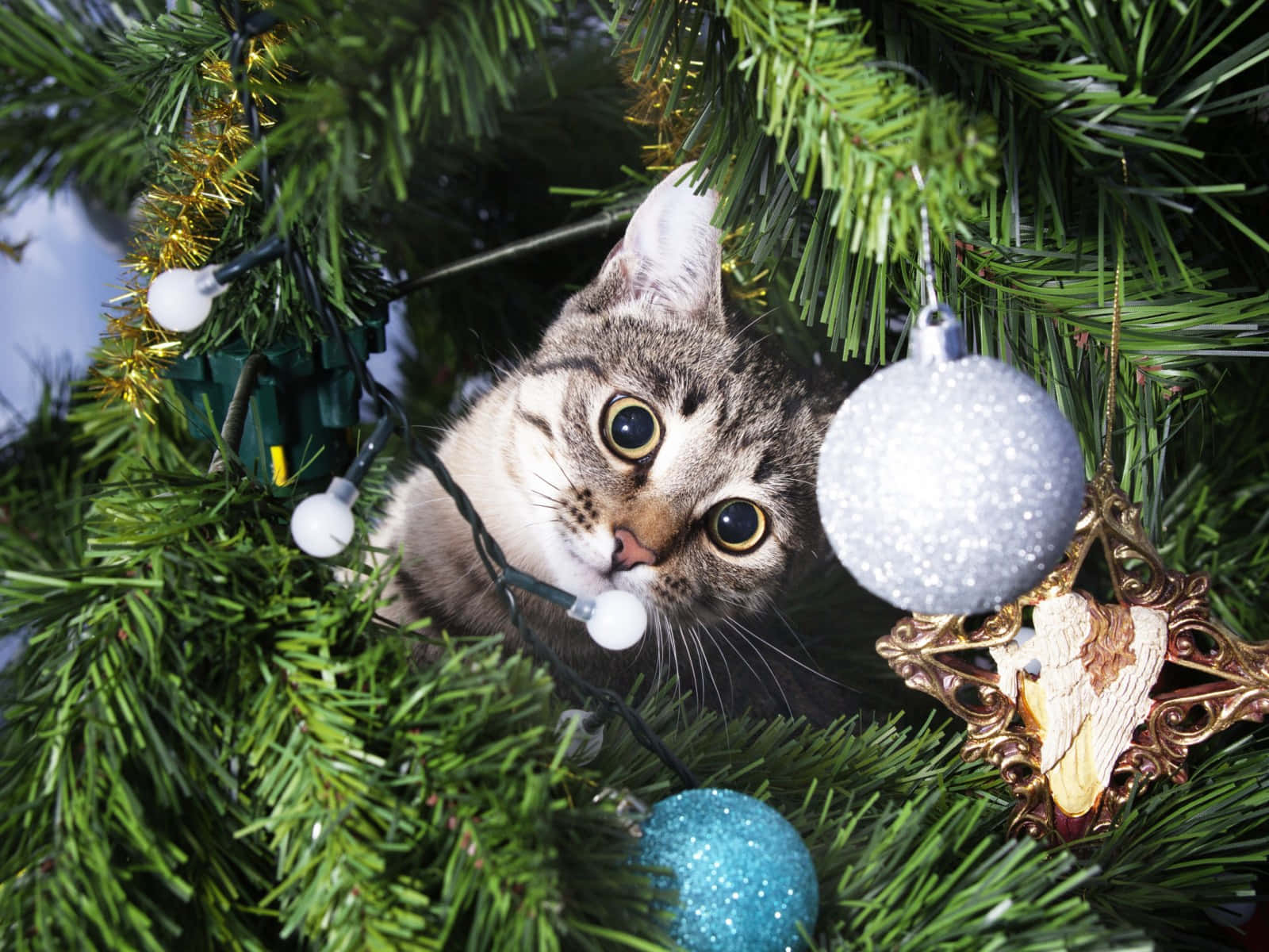 Curious Christmas Cat Peeking Through Tree
